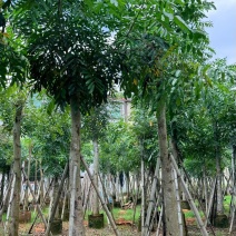 桃花心木，12-14公分。普宁苗木基地直供