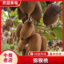 凤凰米良绿心猕猴桃一手货源，现摘现发，诚信代办，对接商超