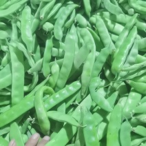 油豆