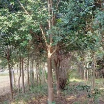 大叶女基地常年供应6~14公分的大叶女贞有量欢迎咨询