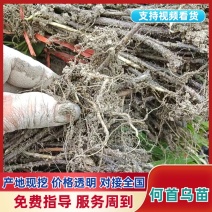 何首乌种苗/贵州产区直发/货源充足/大量有货