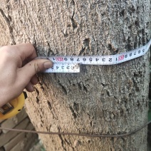 礼泉县附近有没有人要两颗，要的联系我