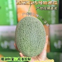 甘肃直发西州蜜25号脆甜如蜜产地直供现摘现发新鲜采摘