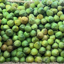 海南文昌椰子地标农产品青椰椰青椰白毛椰全年有货