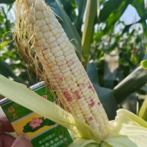 花糯玉米基地出货货源稳定服务周到质量有保证。
