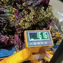 威宁高山红菜苔