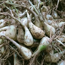 新鲜大个藠头农家自种湖南蔬菜无叶荞头藠头现挖