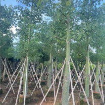 美丽异木棉3-40分，基地直销，一手货源，大量低价出售