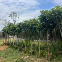枇杷树2-15分，基地直销，一手货源，大量低价出售，欢迎选购