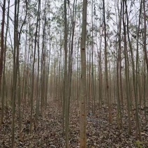 柳树基地常年大量供应3~30公分的直柳量大供应