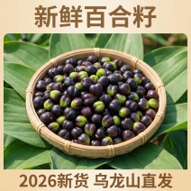 2026新鲜百合籽现摘现发农家原生态百合籽