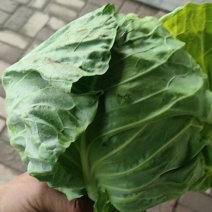 河北邢台橄榄菜