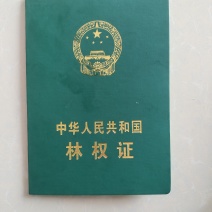2百亩过熟林马尾松林地流转(含树木)，10年起租