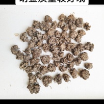 高质量精品猫爪草