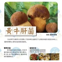 野生蘑菇，只有两三个月，山里现捡现发