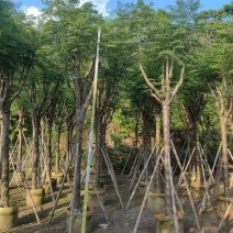 蓝花楹骨架10-20分，基地直销，一手货源，大量低价出售