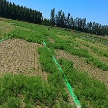 宁津县头茬茴香