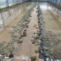 湖南湘西无抗牛蛙4-8两大概一吨，欢迎来实地提货品尝