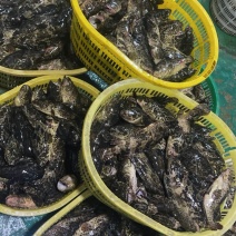 深海石斑