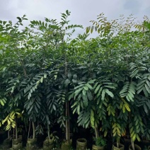 桃花心木原生苗1-5分，基地直销，一手货源，大量低价出售