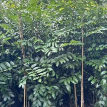 桃花心木原生苗1-3分，基地直销，一手货源，大量低价出售