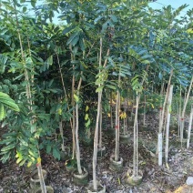 桃花心木原生苗1-3分，基地直销，一手货源，大量低价出售