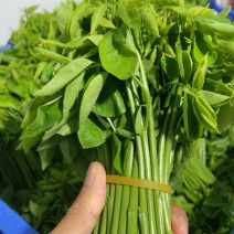 树仔菜