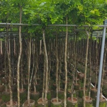 黄花梨2-15分，原生苗，截杠苗，各种规格，大量低价出售