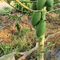 益源生瓜熟瓜