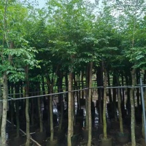 黄花梨2-15分，基地直销，一手货源，大量低价出售