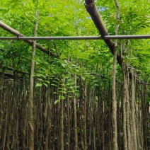 黄花梨2-15分，一手货源，基地直销，大量低价出售