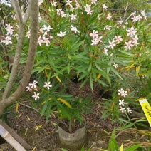 夹竹桃