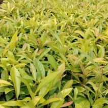 木荷苗芽