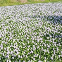 水葫芦