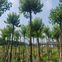 乌桕5-12分