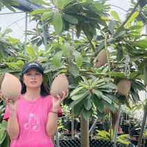 大果马嘉纳妈咪果靠接袋苗四季开花结果纯甜果树佛山原袋原土发货