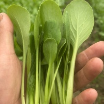 鸡毛菜