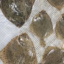 多宝鱼