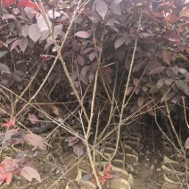 密枝红叶李无纺布