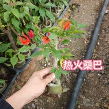 热火桑巴三角梅小苗
