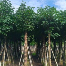 秋枫5-18分，基地直销，一手货源，大量低价出售，欢迎选购