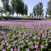 水鲜花水芙蓉