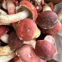 云南文山本地精品野生红菇，新鲜货。