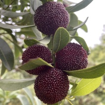 余姚丈亭荸荠杨梅，颜色黑，味甜鲜，爆汁