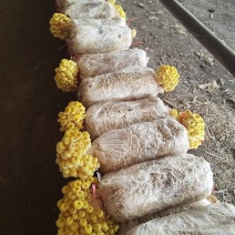 常年出售各种食用菌岀菇菌包，免费技术跟踪指导