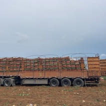 凉薯/豆薯/口感脆口甘甜，可以视频看货，当天打包，挖发车