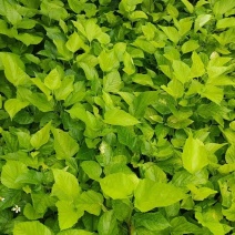 嫁接油桑树苗根系发达成活率高大量有货价格实惠欢迎联系