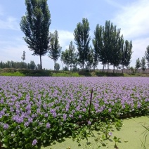 水生植物水葫芦，凤眼蓝，水莲花，水浮莲