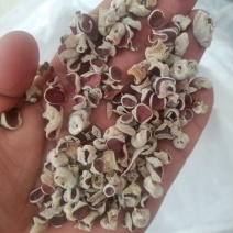 粉木耳种植场精品粉耳自产自销粉木耳贵妃木耳品质好