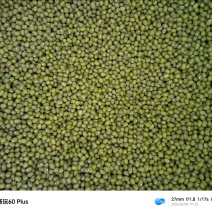 东北芽绿豆，绿豆芽专用自产自销可当商品豆更新鲜。